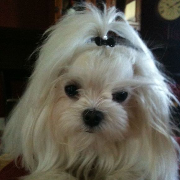 Meet your Posher, Teresa - Picture 1 of 1